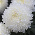 Chrysanthemum indicum 'Snowdon White'