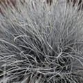 Festuca cinerea 'Eisvogel'