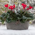 Cyclamen persicum 'Super Serie'®