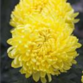 Chrysanthemum indicum 'Snowdon Yellow'