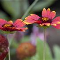 Gaillardia aristata 'Sunburst Burgundy'®