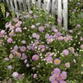 Erigeron speciosus 'Azurfee'