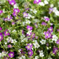 Gypsophila muralis