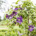 Clematis viticella 'Minuet'