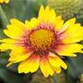 Gaillardia aristata 'Sunburst Orange'®