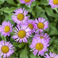 Erigeron speciosus 'Schöne Blaue'