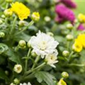 Chrysanthemum indicum 'Trio'