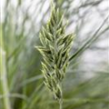 Festuca glauca