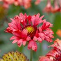 Gaillardia x grandiflora 'Fanfare'®