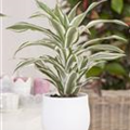 Dracaena fragrans 'White Jewel'