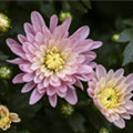 Chrysanthemum 'Mystic Mums'