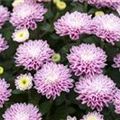 Chrysanthemum Mystic Mums 'Daybreak Dark Pink'