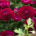 Chrysanthemum Mystic Mums 'Eventide Purple'