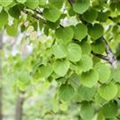 Cercidiphyllum japonicum