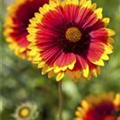 Gaillardia x grandiflora 'Arizona Sun'