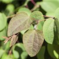 Cercis canadensis