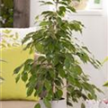 Ficus benjamina