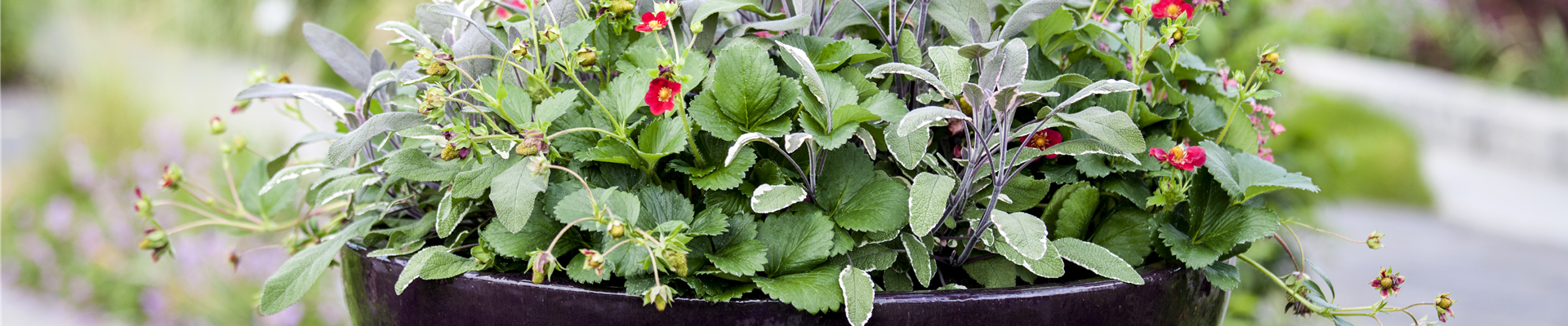 Salvia officinalis 'Tricolor'