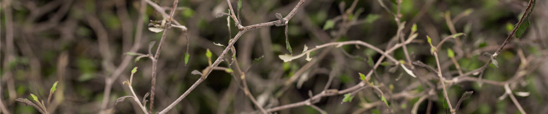 Corokia cotoneaster