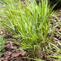 Hakonechloa macra