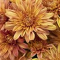 Chrysanthemum Mystic Mums 'Sunbeam Orange'