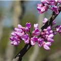 Cercis siliquastrum