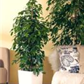 Ficus benjamina 'Danielle'