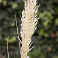 Cortaderia selloana 'Comet'®