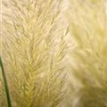 Cortaderia selloana 'Evita'®