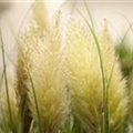 Cortaderia selloana 'Mini Pampas'