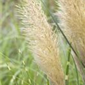 Cortaderia selloana 'Pumila'