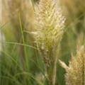 Cortaderia selloana 'Lilliput'