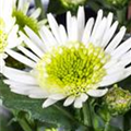 Chrysanthemum 'Splash Meadow'