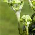 Ceropegia sandersonii