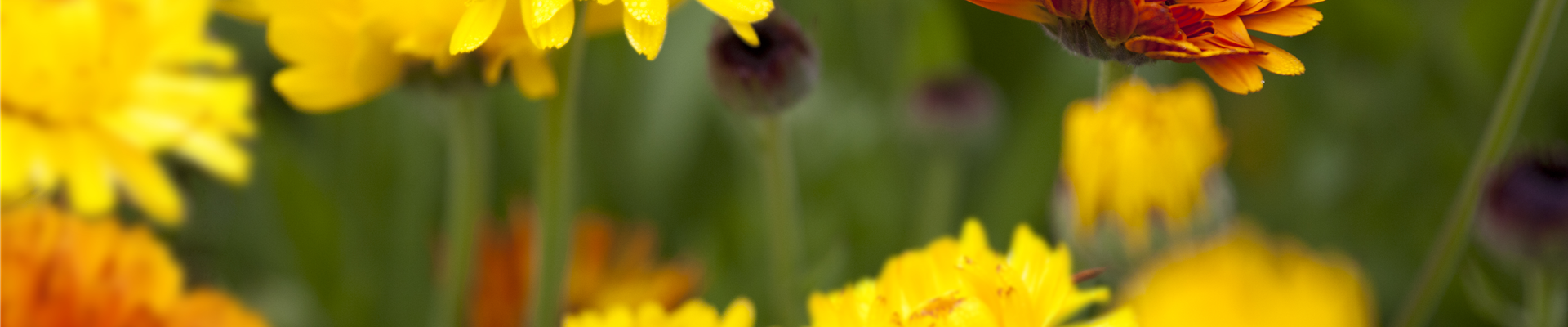 Calendula officinalis