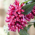 Cestrum elegans