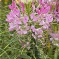 Cleome spinosa