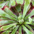 Drosera intermedia