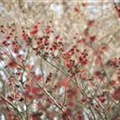 Hamamelis x intermedia 'Diane'