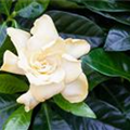 Gardenia jasminoides