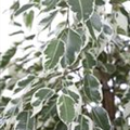 Ficus benjamina 'Twilight'