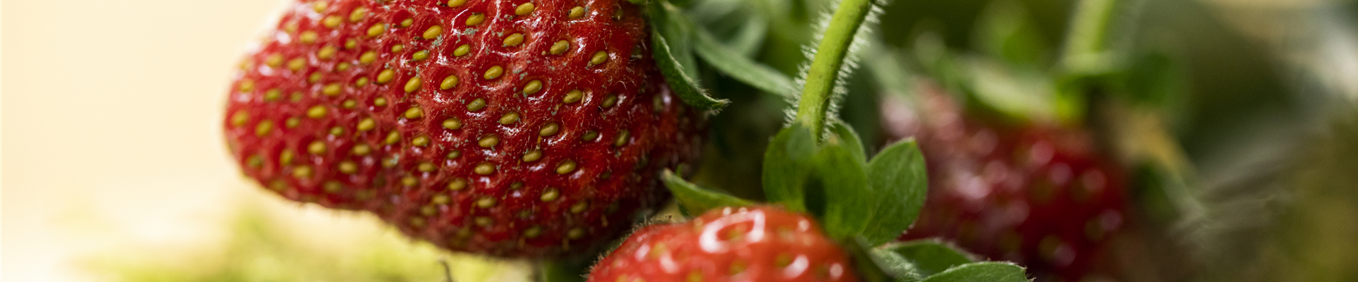 Fragaria