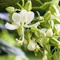 Clerodendrum wallichii