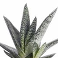 Gasteria