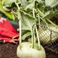 Brassica oleracea var. gongylodes 'Weißer Delikatess'