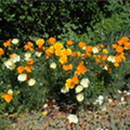 Eschscholzia californica