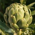 Cynara scolymus 'Imperial Star'