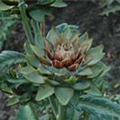 Cynara scolymus 'Green Globe'