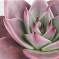 Echeveria agavoides