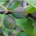 Ficus carica 'Firoma'®